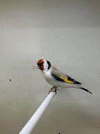 Majoor putter, Dieren en Toebehoren, Vogels | Overige Vogels, Mannelijk, Wildzangvogel