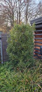 2x keukenlaurier (Laurier Nobilis), Tuin en Terras, Planten | Bomen, Bloeit niet, Overige soorten, 100 tot 250 cm, Ophalen