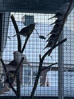 Timbrados, Dieren en Toebehoren, Vogels | Kanaries, Meerdere dieren, Zangkanarie