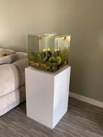 Biorp 40 x 40, Dieren en Toebehoren, Vissen | Aquaria en Toebehoren, Ophalen of Verzenden, Zo goed als nieuw, Leeg aquarium