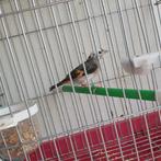 Kapoetsensijs pop bonte 2024, Vrouwelijk, Tropenvogel, Geringd