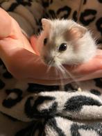 Jonge  tamme hamster te koop 7 weken oud, Dieren en Toebehoren, Knaagdieren, Mannelijk
