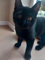 Kitten katertje, Dieren en Toebehoren, Katten en Kittens | Overige Katten, Kater, 0 tot 2 jaar