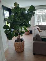 Tabaksplant, Huis en Inrichting, Kamerplanten, Ophalen, Overige soorten, Minder dan 100 cm