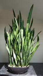 Sansevieria zeylanica (Vrouwentong) incl. ovale Pot, Ophalen, Vetplant, 100 tot 150 cm, Halfschaduw