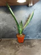 Stek Sanseveria Trifasciata - nr. 3, Overige soorten, Ophalen of Verzenden, In pot, Minder dan 100 cm