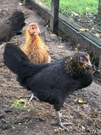 Jonge hennen eventueel met haan, Dieren en Toebehoren, Pluimvee, Meerdere dieren, Kip