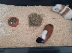 2 hele tamma lieve cavia's, Cavia, November, Meerdere dieren, Tam