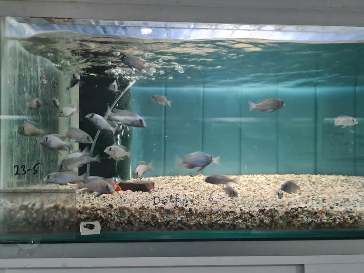 Dolfijn Cichliden, Cyrtocara Moorii Malawi Cichliden, Dieren en Toebehoren, Vissen | Aquariumvissen, Zoetwatervis, Vis