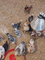 Diverse jonge hanen cochinkriel, sabelpoot, chabo, Dieren en Toebehoren, Pluimvee, Mannelijk, Kip