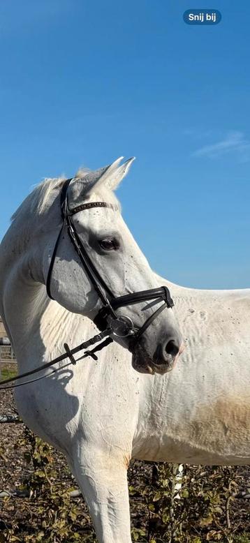Lieve brave lippizaner merrie beschikbaar voor biedingen