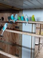 Te koop mooie broedrijpe koppels grasparkieten, Meerdere dieren, Parkiet