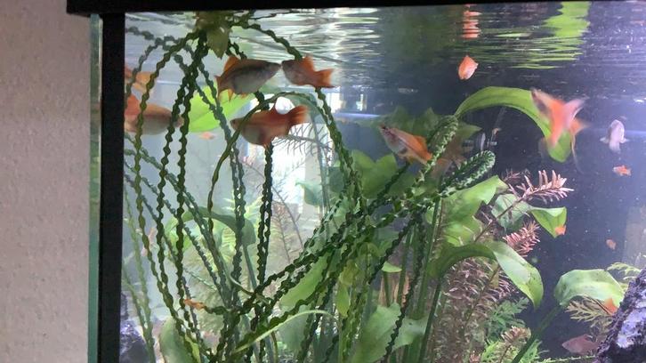 Ananas Zwaarddrager - XIPHOPHORUS HELLERI, Dieren en Toebehoren, Vissen | Aquariumvissen