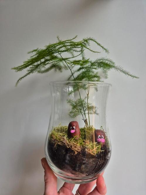 Pokémon asparagus varen terrarium, Huis en Inrichting, Kamerplanten, Overige soorten, Minder dan 100 cm, Groene kamerplant, Ophalen of Verzenden