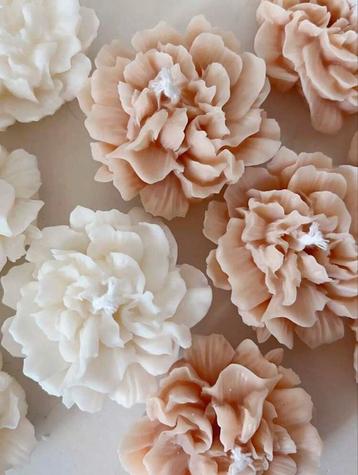 Nieuwe mal anjer bloem  beschikbaar voor biedingen
