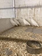 Witte boomkwartels, Meerdere dieren, Wildzangvogel