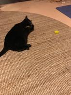 zwarte kat, Dieren en Toebehoren, Katten en Kittens | Overige Katten, Poes, Kortharig, 3 tot 5 jaar