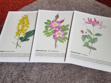 3 Mooie Wilde Bloemen Kaarten. beschikbaar voor biedingen