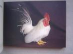 prachtige kippen pluimvee, Verzenden, Zo goed als nieuw, Paarden of Pony's