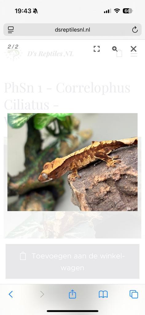 Wimpergekko baby - Correlophus Ciliatus