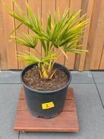 Trachycarpus Fortunei nr. 1 NL kweek, Ophalen, Zomer, Overige soorten, Halfschaduw