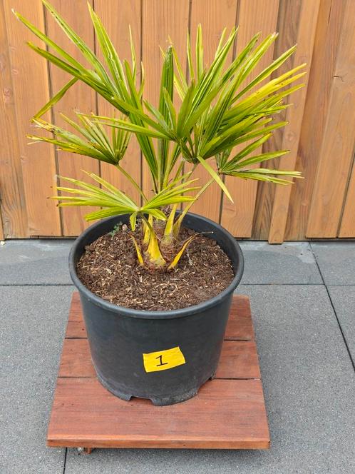 Trachycarpus Fortunei nr. 1 NL kweek, Tuin en Terras, Planten | Tuinplanten, Overige soorten, Halfschaduw, Zomer, Ophalen