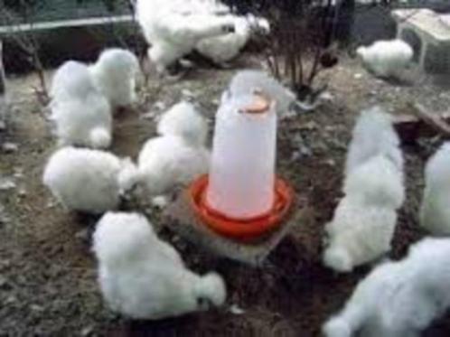 WITTE Zijdehoen hennen., Dieren en Toebehoren, Pluimvee, Kip, Vrouwelijk
