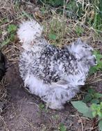 Usa zijdehoen motteld hennen, Dieren en Toebehoren, Pluimvee, Vrouwelijk, Kip