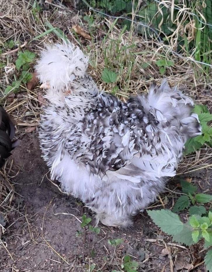 Usa zijdehoen motteld hennen, Dieren en Toebehoren, Pluimvee, Kip, Vrouwelijk