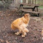 Super lieve en rustige Brahma hanen!, Dieren en Toebehoren, Pluimvee, Mannelijk, Kip