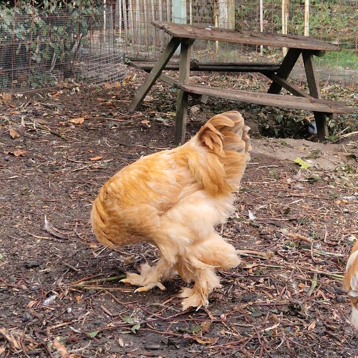 Super lieve en rustige Brahma hanen!, Dieren en Toebehoren, Pluimvee, Kip, Mannelijk