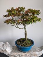 Acer Japanse Esdoorn Bonsai, Tuin en Terras, Planten | Bomen, Ophalen, Bloeit niet, Halfschaduw, Overige soorten