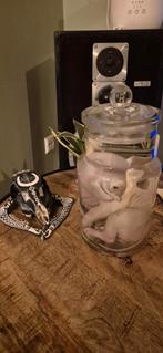 Roze biggetje op sterk water, Verzamelen, Ophalen of Verzenden, Nieuw