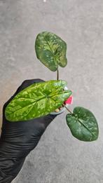 Alocasia Boyceana Shattered Glass, Ophalen of Verzenden, Halfschaduw, Minder dan 100 cm