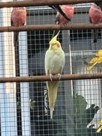Valkparkiet lutino, Dieren en Toebehoren, Mannelijk, Parkiet