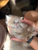 Britse Kort/Lang Haar kittens!, Meerdere dieren, Gechipt, 0 tot 2 jaar