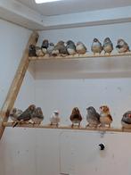 Koppels zebravinken vanaf 4 euro, Dieren en Toebehoren, Vogels | Overige Vogels, Meerdere dieren, Geringd
