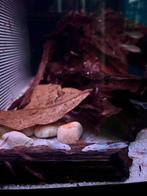 L144 Snow White Longfin Ancistrus, Dieren en Toebehoren, Vis