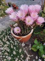 Stekken van Echinopsis Eyriesii, Ophalen of Verzenden, Zomer, Overige soorten, Volle zon