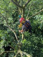 Boomverzorging: advies, snoeien, kappen etc