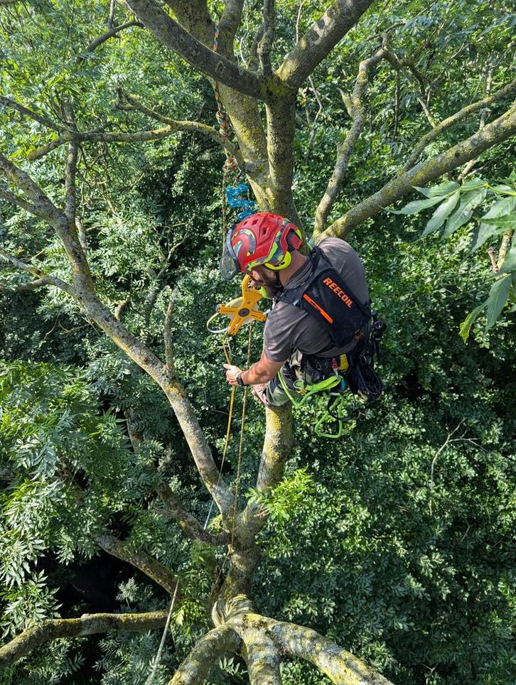 Boomverzorging: advies, snoeien, kappen etc, Diensten en Vakmensen, Overige Diensten