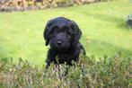 Pup reu  Labradoodle reutje, Rabiës (hondsdolheid), 8 tot 15 weken, Meerdere, Nederland