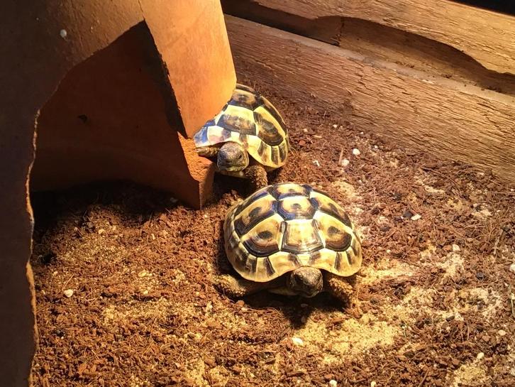 2 Griekse landschildpadden