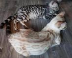 1 Zilver en 1 Snow seal Lynx Bengaal kater zilverbengaal F5, Dieren en Toebehoren, Katten en Kittens | Raskatten | Korthaar, Kater