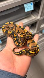 0.1 yellow belly clown ball python, Dieren en Toebehoren, Slang, 0 tot 2 jaar
