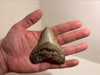 Megalodon tand 9cm, Verzenden, Fossiel