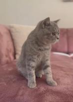 Zeer mooie britse korthaar te koop, Dieren en Toebehoren, Katten en Kittens | Raskatten | Korthaar, Poes, Gechipt, 0 tot 2 jaar