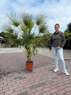 Europese Dwergpalm 200cm - Chamaerops Humilis, Tuin en Terras, Planten | Bomen, Ophalen
