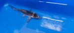 Kikokuryu koi, Dieren en Toebehoren, Karper of Koi