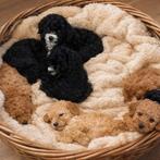 WIJ MOGEN VERHUIZEN 💞 Medium Australian labradoodle pups 💞, Dieren en Toebehoren, Parvo, Overige rassen, 8 tot 15 weken, Meerdere